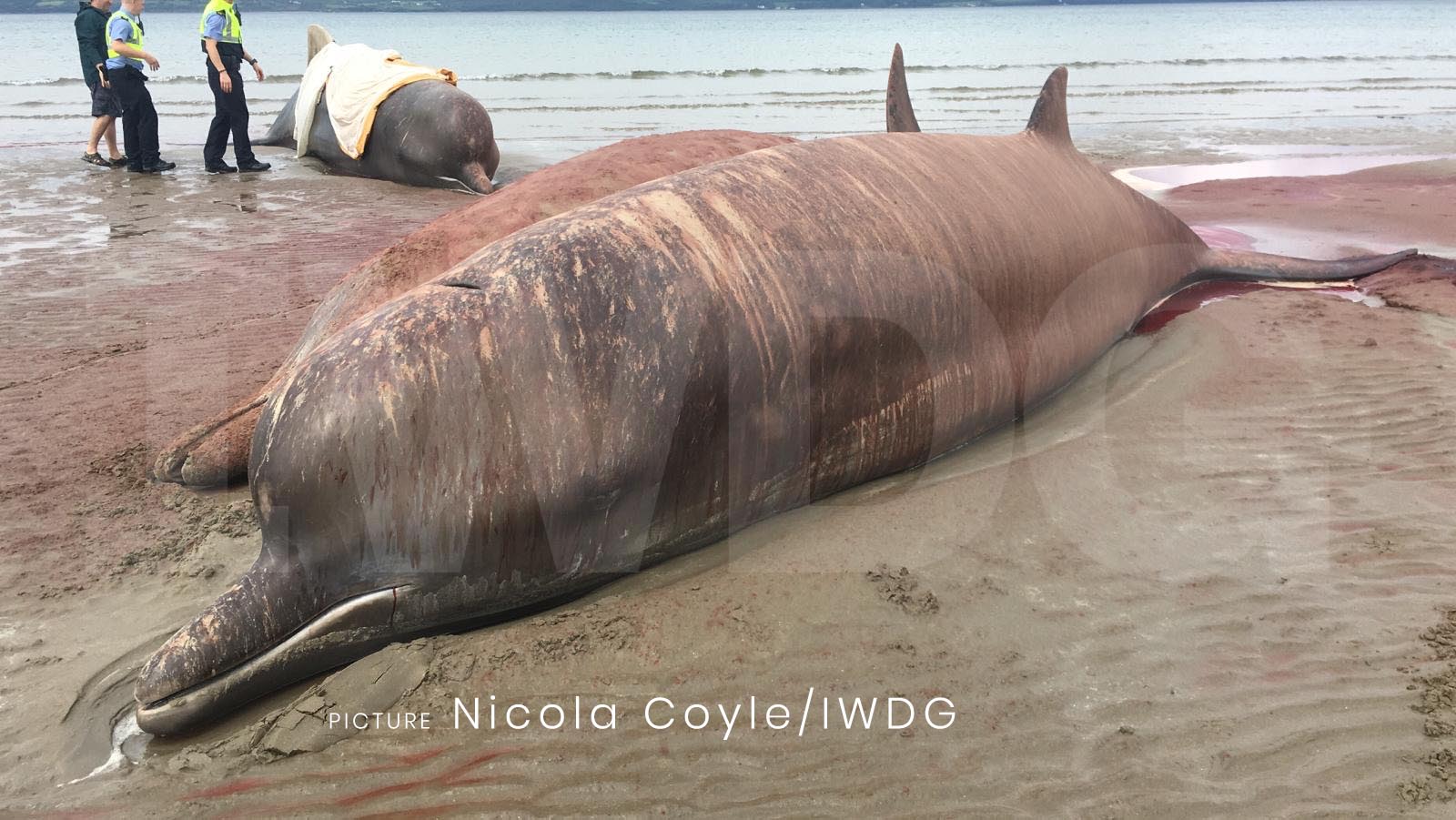 Mass Live Stranding of Northern Bottlenose Whales in Donegal | Irish Whale  and Dolphin Group