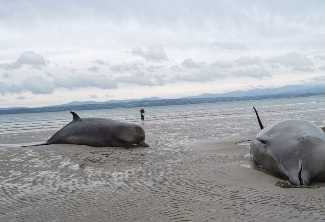 Mass Live Stranding Of Northern Bottlenose Whales In Donegal | Irish ...