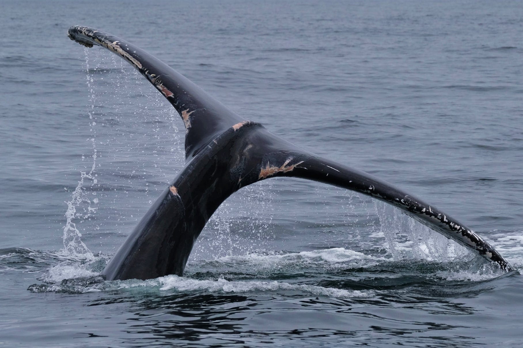 Evidence Of Entanglement Of Humpback Whale In Irish Waters | Irish ...