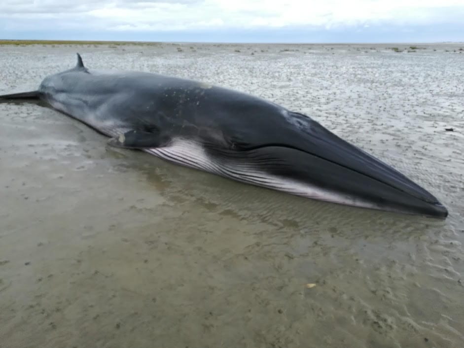 WATCH: Dozens of dolphins beached on France's Atlantic coast