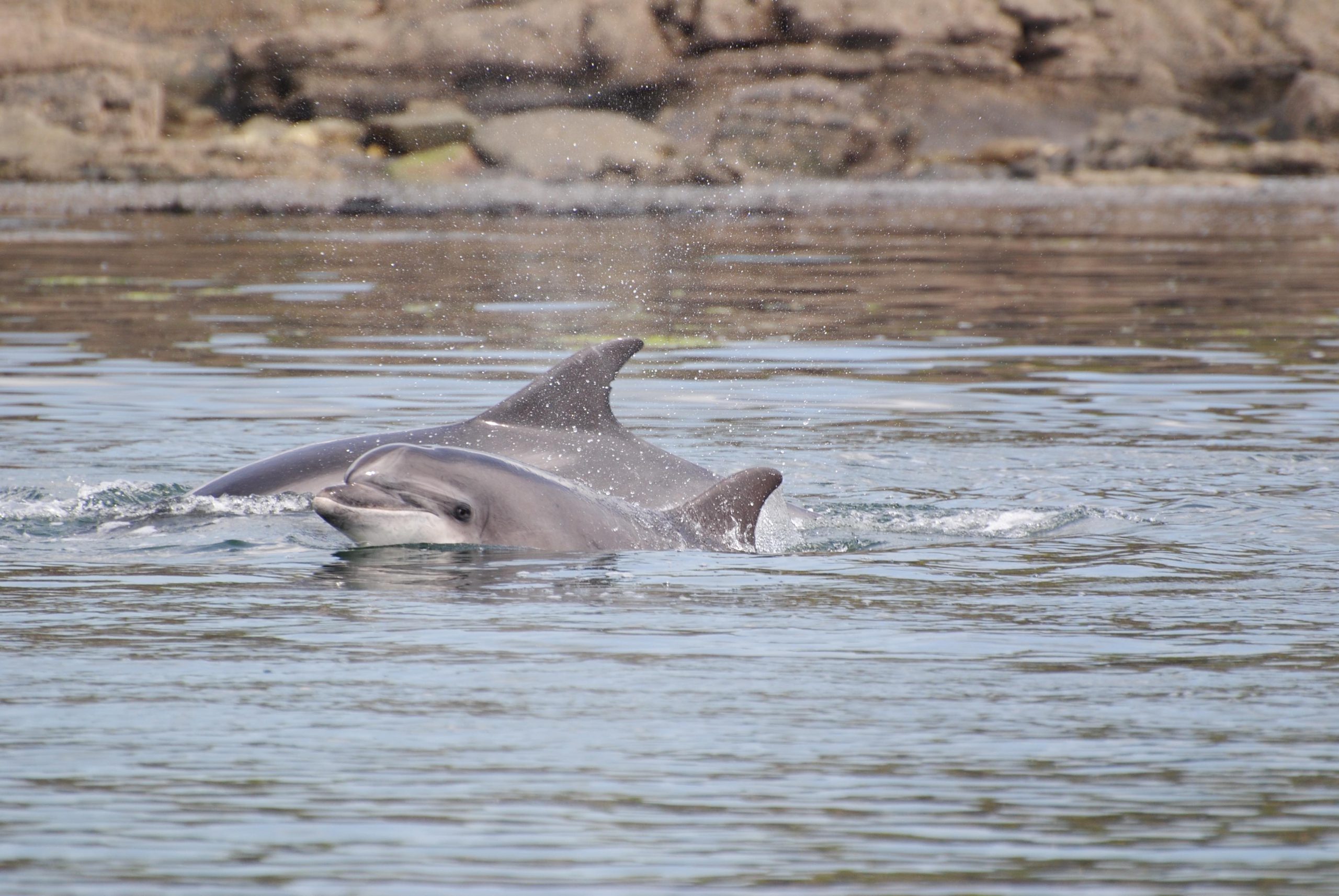 Shannon Dolphin Project | Irish Whale and Dolphin Group