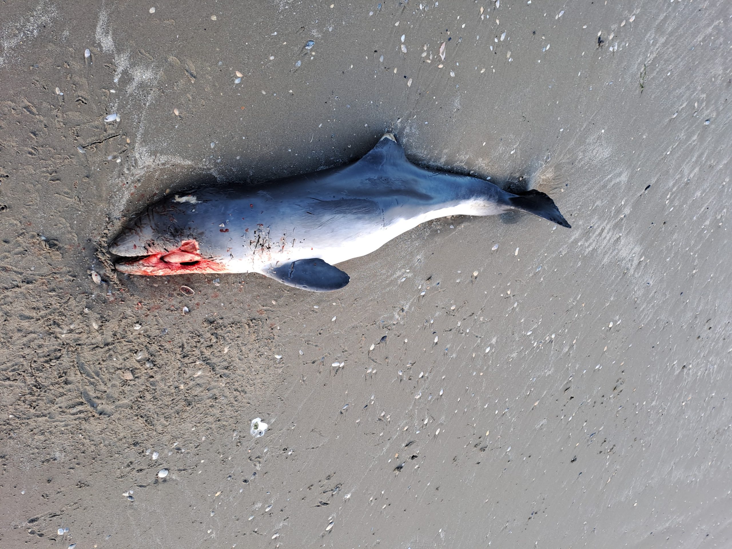 Four Research Porpoises Only