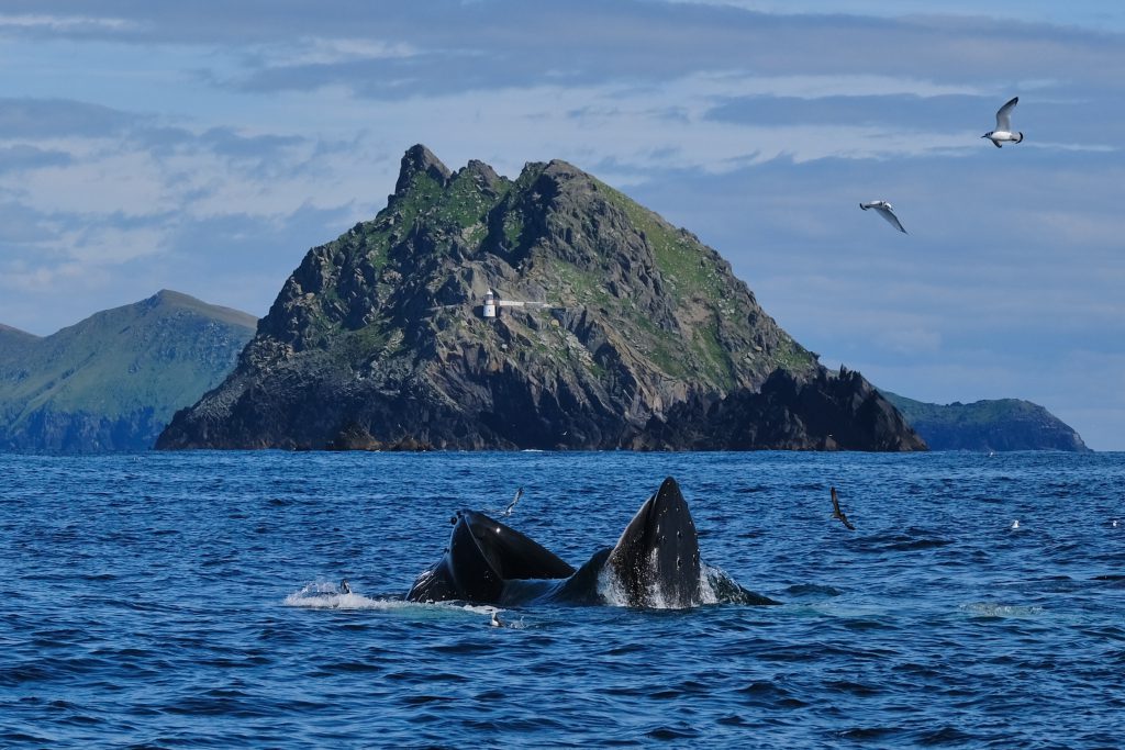 Protect Our Seas – Sign Our Petition | Irish Whale and Dolphin Group