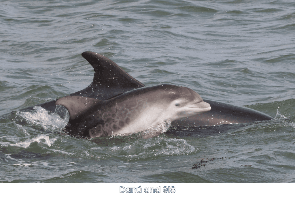 Danú and her family | Irish Whale and Dolphin Group