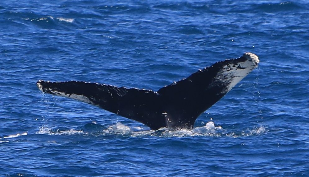 Residential Weekend Whale Watching Course Sept. 20-22nd | Irish Whale ...