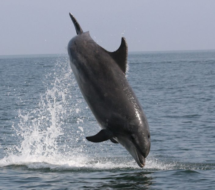dolphin breaching