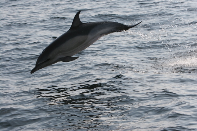 Common dolphin off Cape Clear © Pádraig Whooley, IWDG