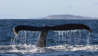 Humpback whale off Cape Clear © Pádraig Whooley, IWDG