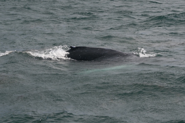 Humpback whales still in West Cork waters…UPDATE | Irish Whale and ...