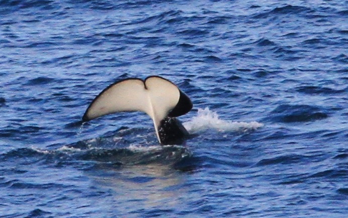 Bos eireabaill cránach duibhe, Na Blascaodaí, Ciarraí 12/06/13 (c)  Nick Massett