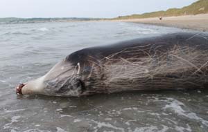 Cuvier's beaked whale, Ballyheigue, Co. Kerry 23 June 2014, Simon Berrow/IWDG