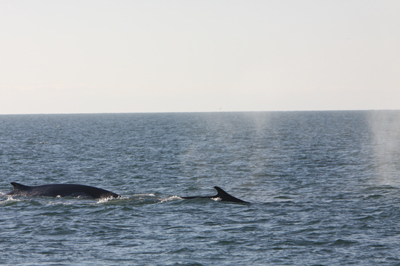 Fin whales off West Cork coast, © Pádraig Whooley, IWDG