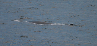 Fin whale, c30 KM offshore Hook Head, © Enda Mc Keogh