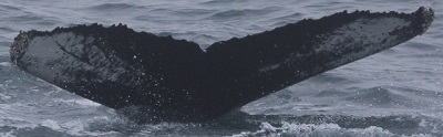 HBIRL25 fluke image from Iceland © Christian Schmidt