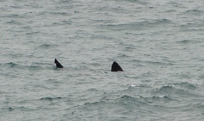 Basking shark Dunquin, Co. Kerry,  © Nick Massett