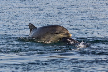 Bottlenose dolphins interacting, Galway Bay Sept 2014 