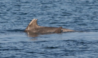 Clet with "Dusty/Sandy" Inis Oirr, Aran Islands, Galway © Paddy Crowe