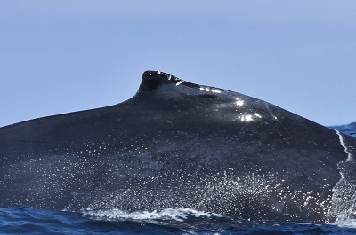 Dorsal fin right side confirming match, 7/05/2015 © Nick Massett