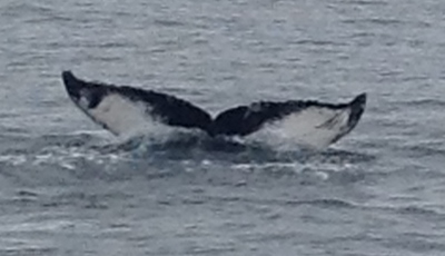 1st humpback fluke shot from N. Ireland, 20/07/14 #HBIRL32, © Lennie Wells