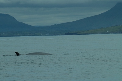 Minke whale, Mullaghmore, Co. Sligo © Sean Crankshaw