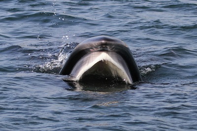 Sei whale baleen lacking the asymmetric colouration of the larger fin whale © Nick Massett