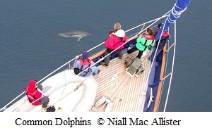 Common Dolphins Bow Riding Celtic Mist © Niall Mac Allister 2012