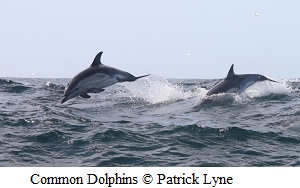 Common dolphins © Patrick Lyne