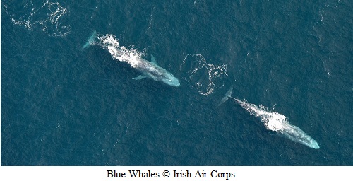Two Blue Whales surfacing © Irish Air Corps