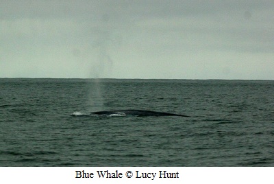 Blue whale blow © Lucy Hunt